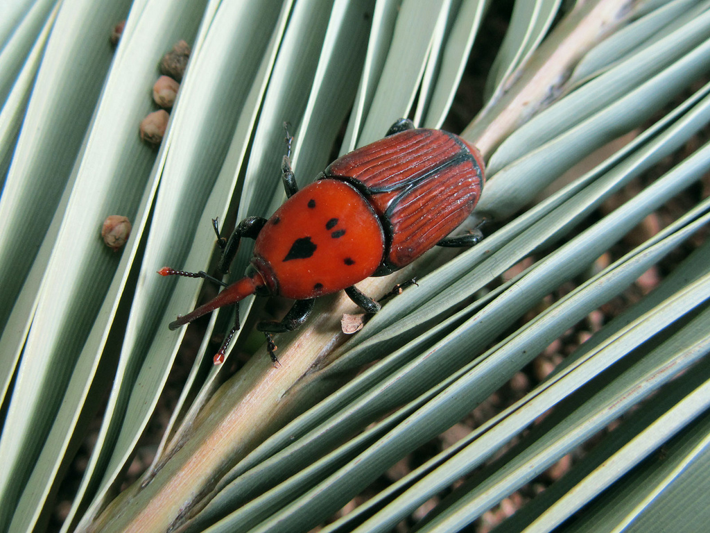 Imagen Picudo Rojo y Procesionaria